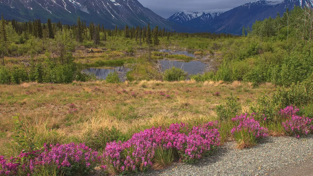 Open country and distant mountains along the Alaska Highway near Haines Junction in the Yukon