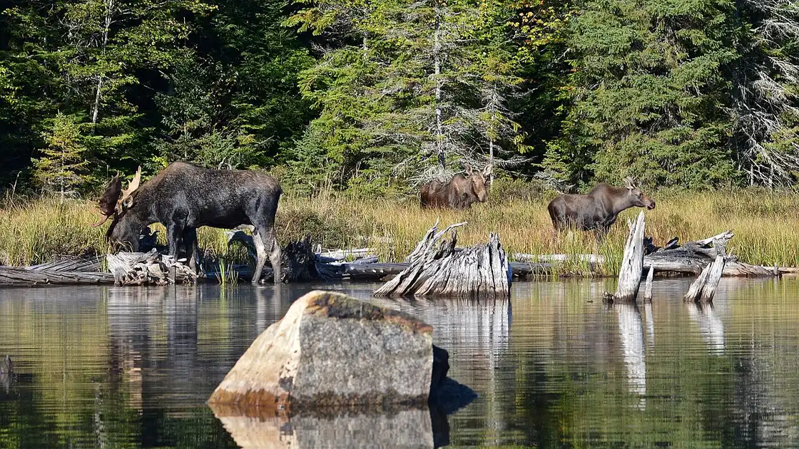 Cow, bull and calf moose standing in Algonquin Provincial Park