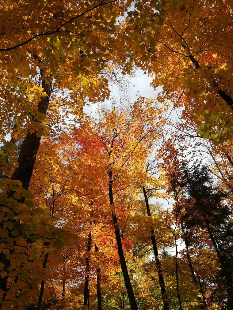 A canopy of brilliant orange and yellow maple leaves against the sky in Algonquin Provincial Park in autumn