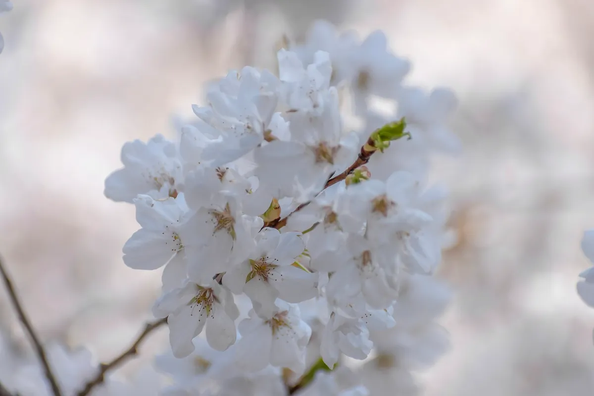 Cherry blossom in bloom against a blue sky in High Park, Toronto, in early May
