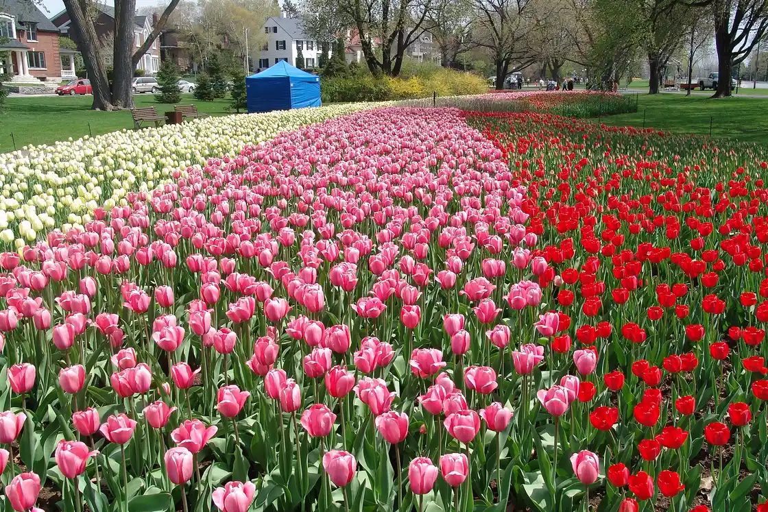 Rows of red and yellow tulips beside Dow's Lake at the Canadian Tulip Festival in Ottawa