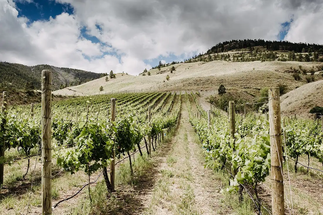 Rows of vines on a hillside vineyard above a lake in the Okanagan Valley