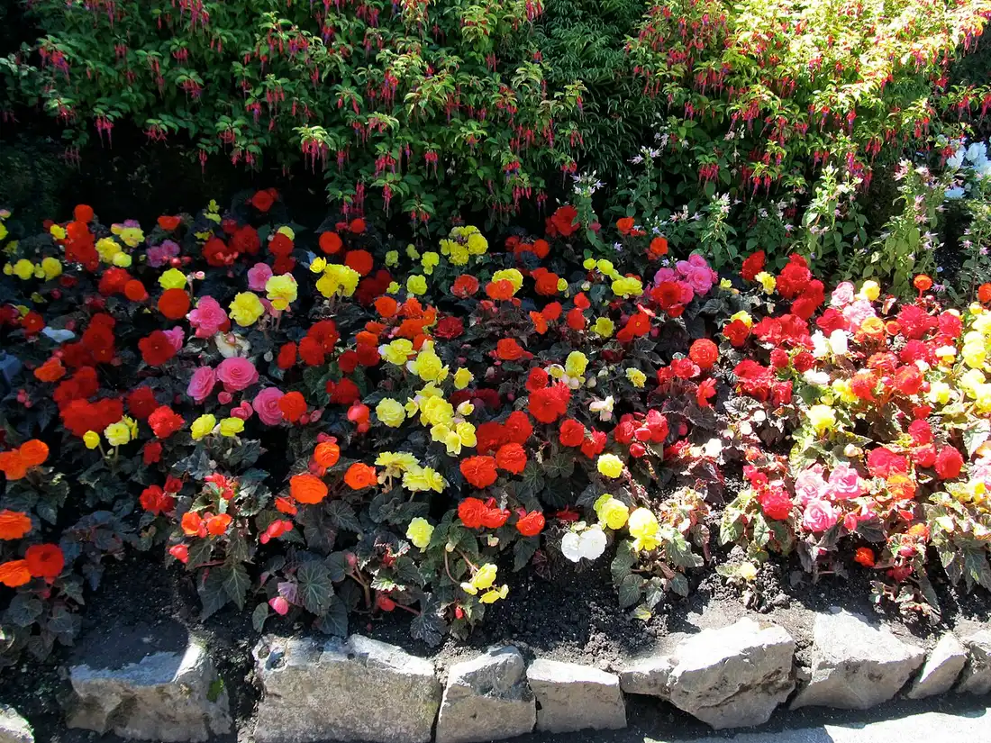 Close-up of bright begonia flowers in bloom at The Butchart Gardens