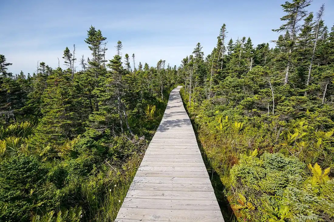 A wooden boardwalk winding through low spruce forest and ferns on the Skyline Trail under a blue sky