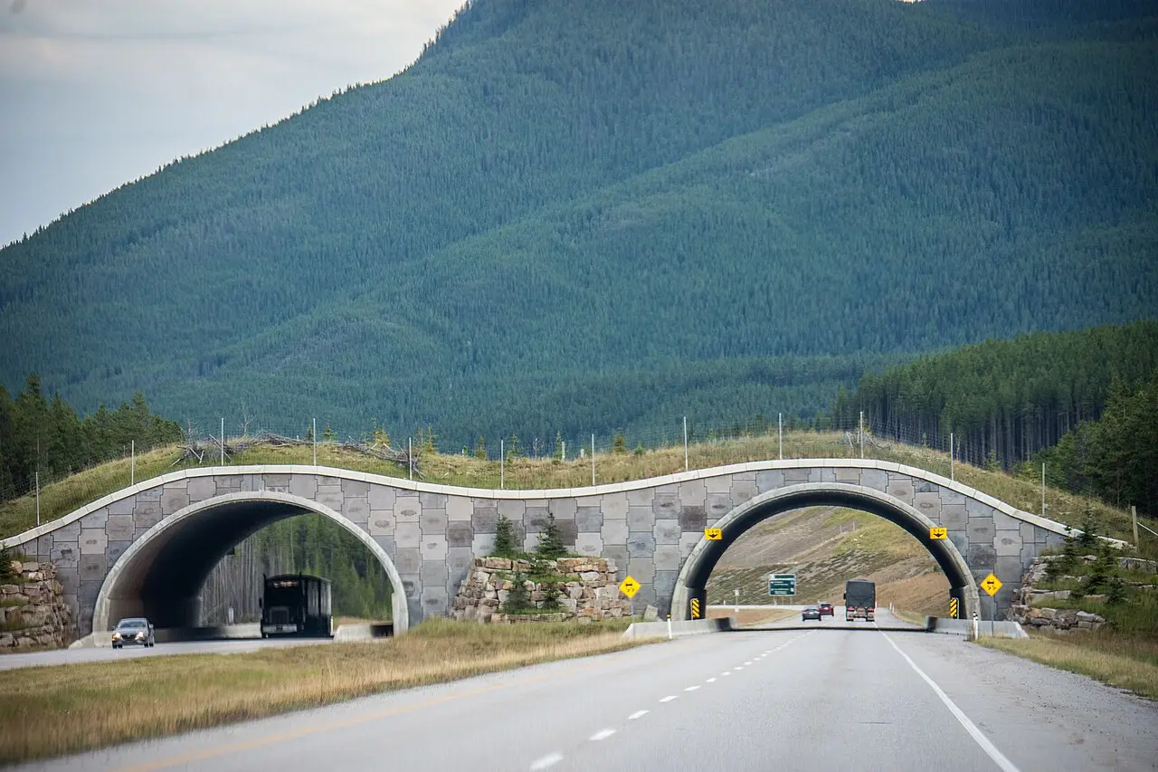 A vegetated wildlife overpass spanning the Trans-Canada Highway in Banff National Park