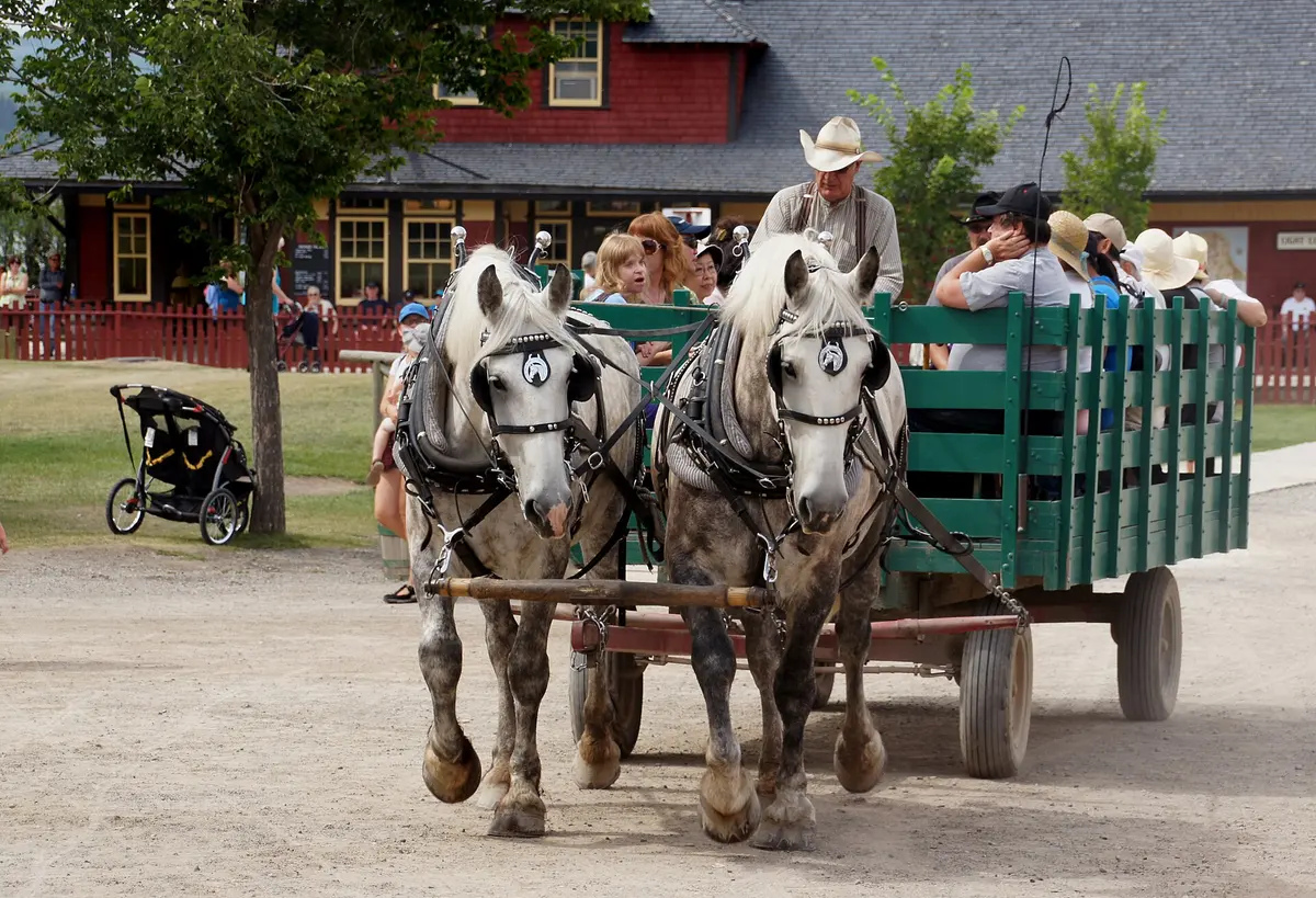 A pair of grey draft horses pulling a green wagon full of visitors past a red wooden station building at Heritage Park