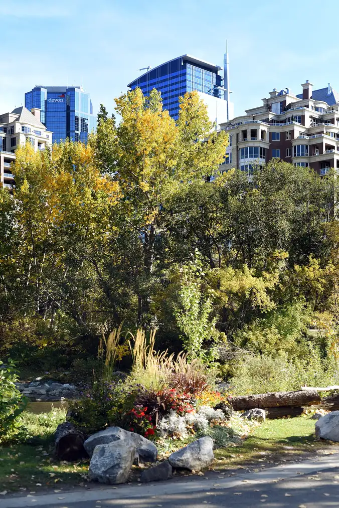 Autumn trees and a planted garden bed on Prince's Island Park with downtown Calgary office towers rising behind