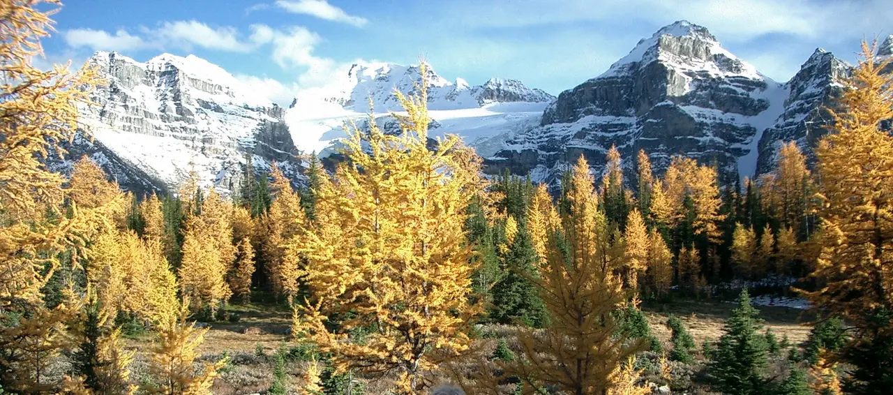 Golden alpine larches on a mountain slope in Larch Valley above Moraine Lake in Alberta