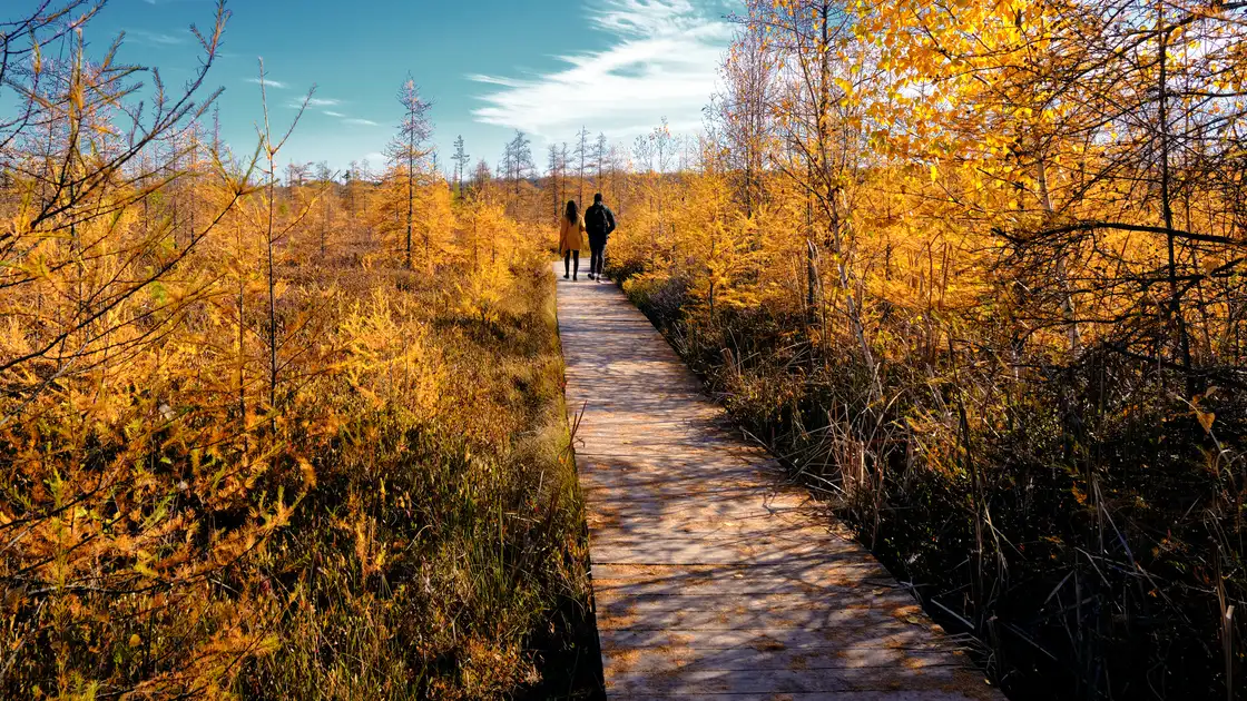 Golden tamarack trees along the Mer Bleue bog boardwalk near Ottawa in late October