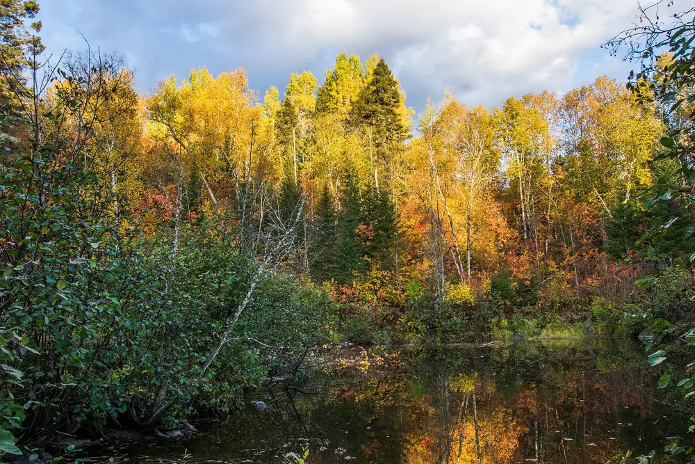 A forest trail in Quebec covered in yellow and orange autumn leaves beside a river