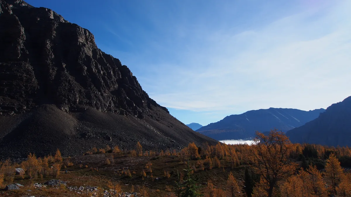 Golden autumn larch trees on a slope below grey peaks near Lake Louise