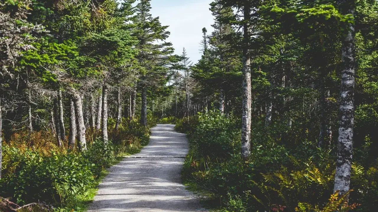Boardwalk and coastal headland view on the Skyline Trail in Cape Breton Highlands