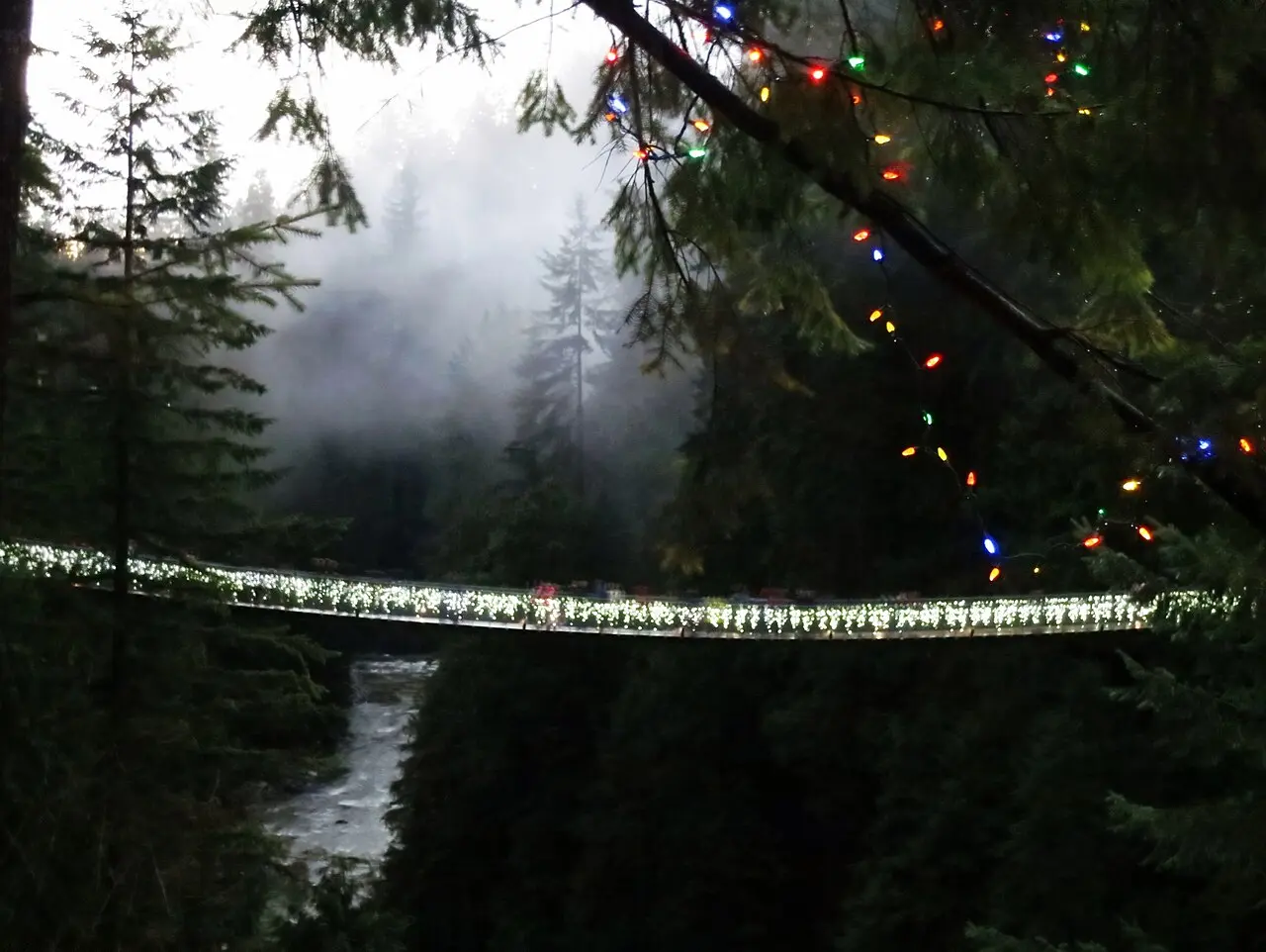 The suspension bridge and surrounding trees lit in colour after dark during Canyon Lights