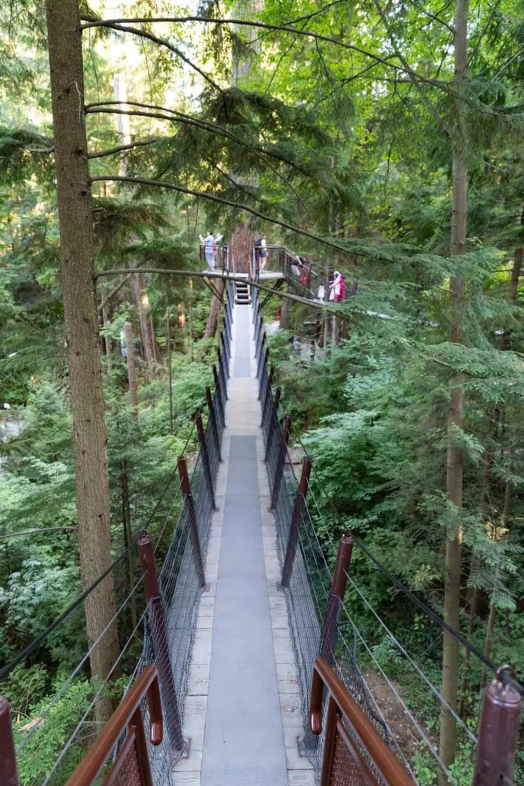 A raised walkway of the Treetops Adventure running between tall Douglas firs above the forest floor
