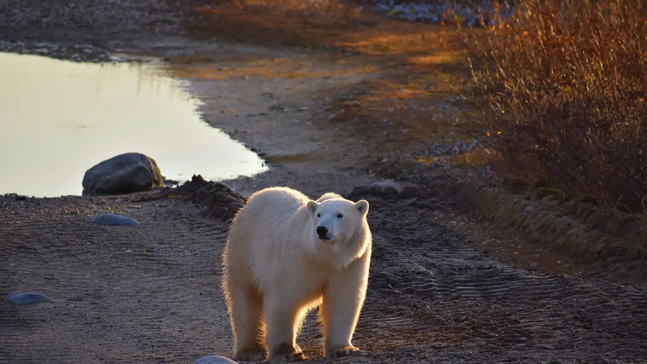 A polar bear standing on a gravel track beside a tundra pond near Churchill in low autumn light