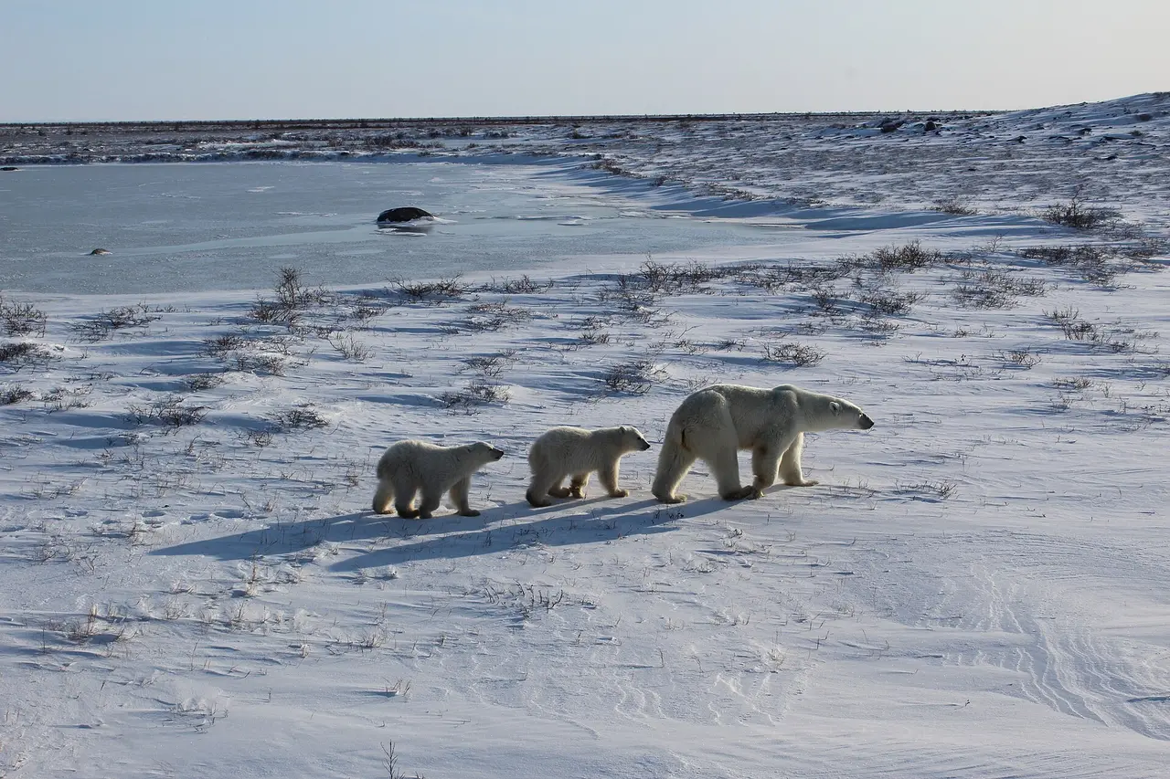 A mother polar bear walking across the tundra near Churchill with two cubs following behind her
