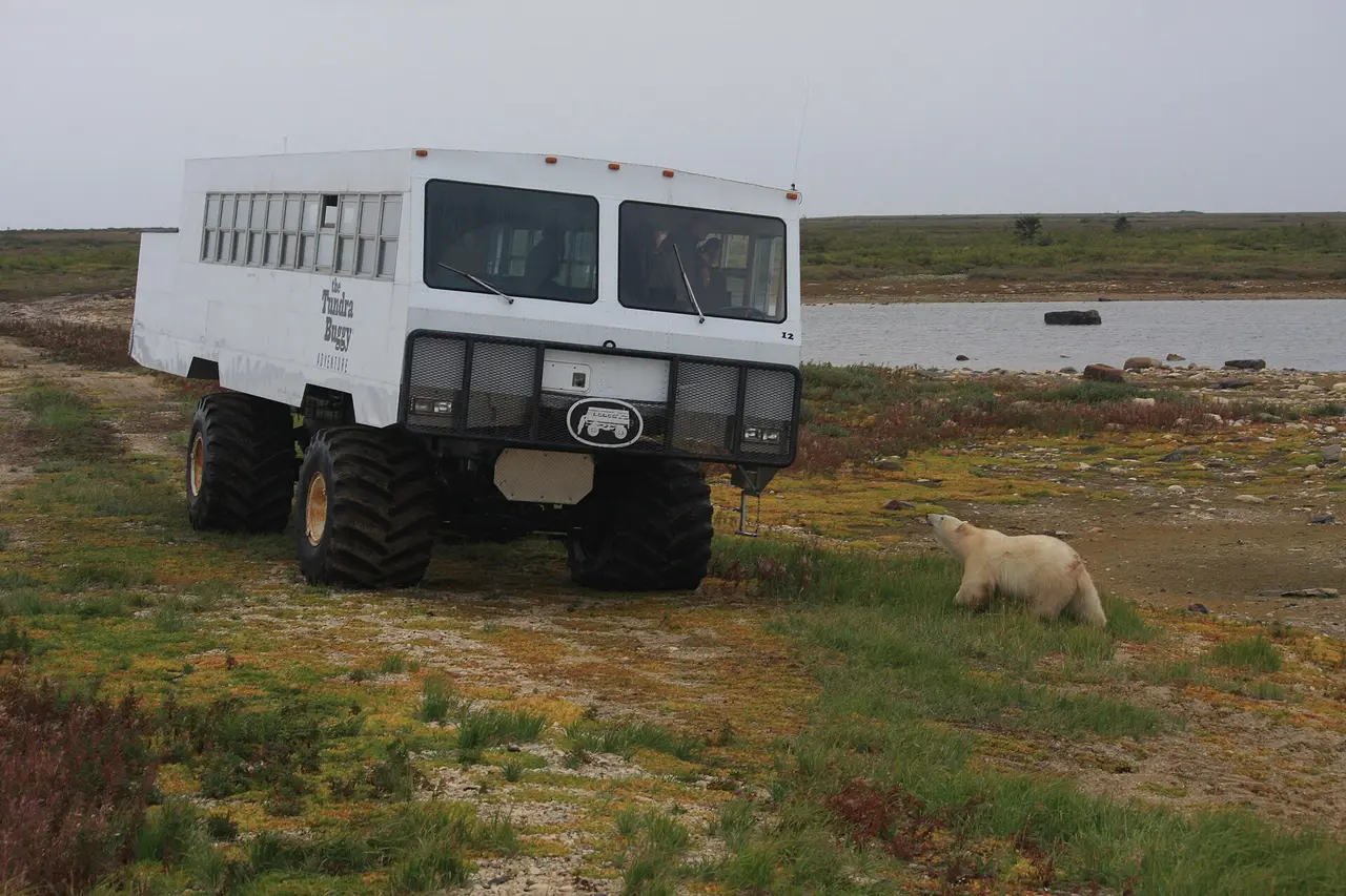 A white high-wheeled tundra buggy parked on the tundra near Churchill with a polar bear standing beside it