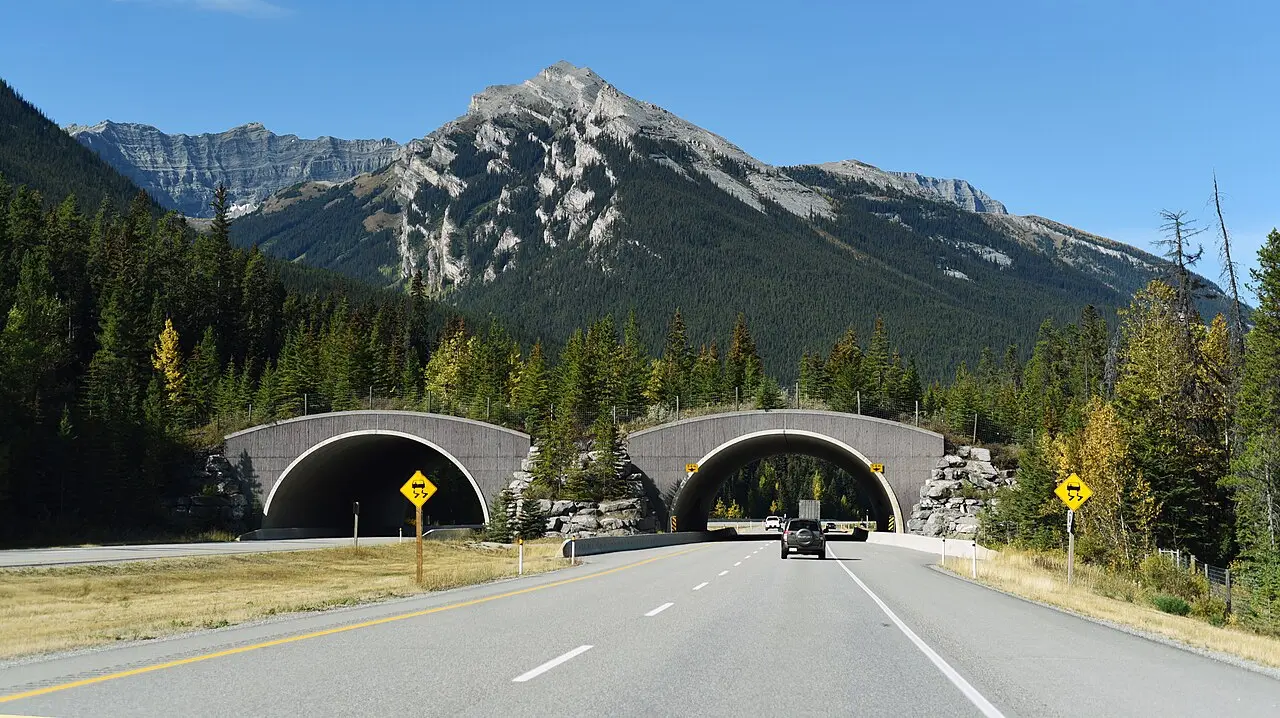 The Trans-Canada Highway cutting through forested mountains in Banff National Park under a clear sky