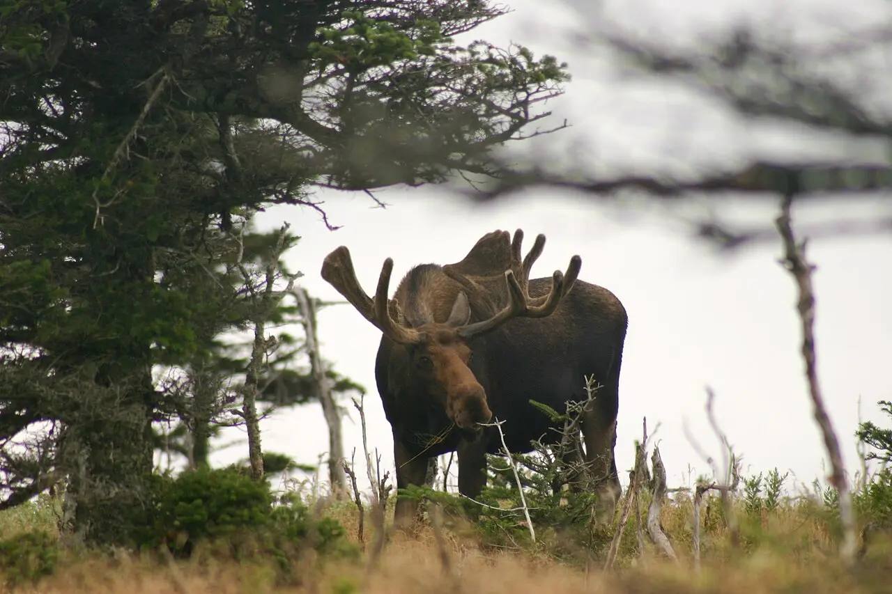 A moose standing in grassy habitat in Cape Breton Highlands National Park