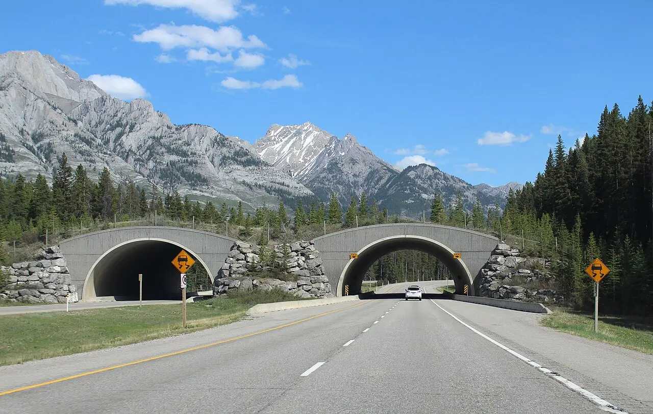 A grassed wildlife overpass spanning the Trans-Canada Highway in Banff National Park