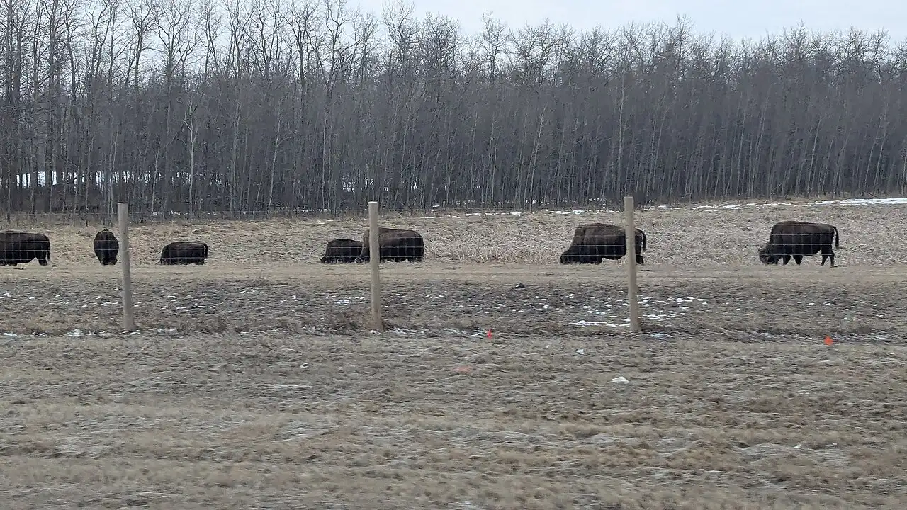 A herd of plains bison grazing in open grassland at Elk Island National Park near Edmonton