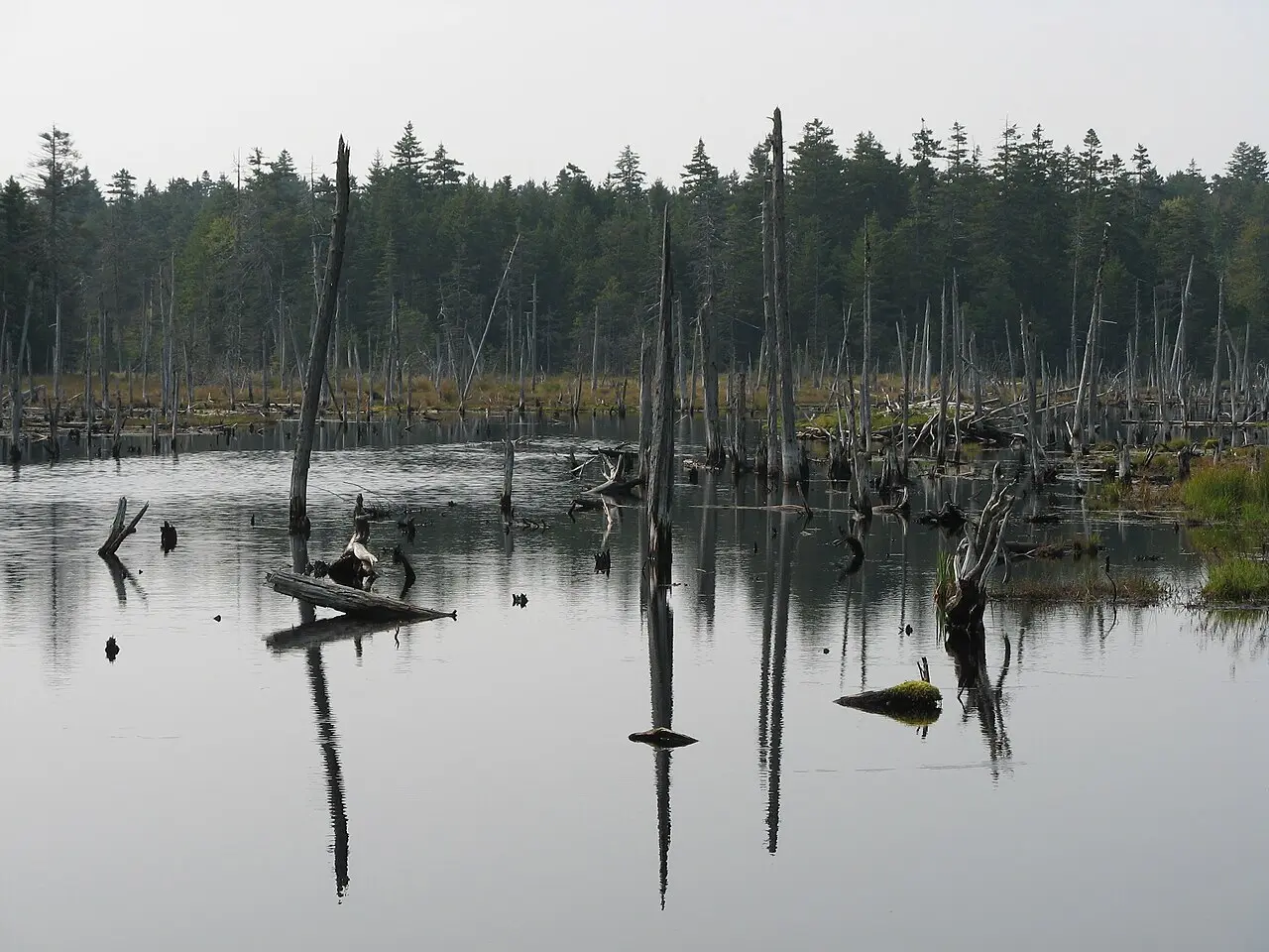 A beaver pond with dead standing trees along the Caribou Plain trail boardwalk in Fundy National Park