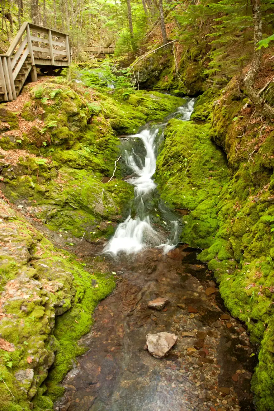 A boardwalk staircase beside a mossy waterfall on the Dickson Falls trail in Fundy National Park