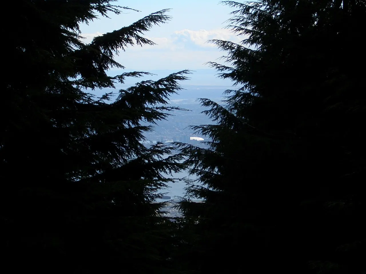 A steep forested trail on Grouse Mountain with wooden steps climbing through dense trees