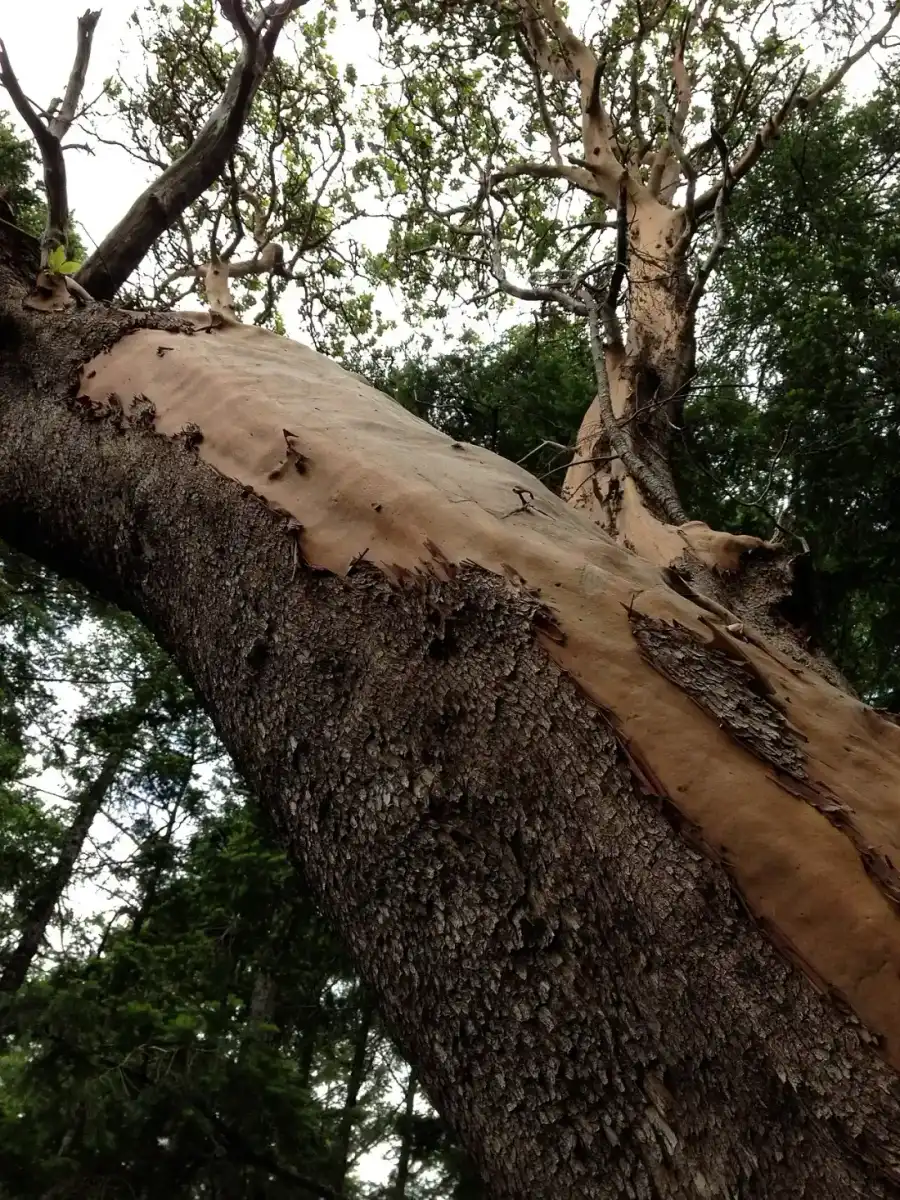 An arbutus tree with red peeling bark on Mayne Island