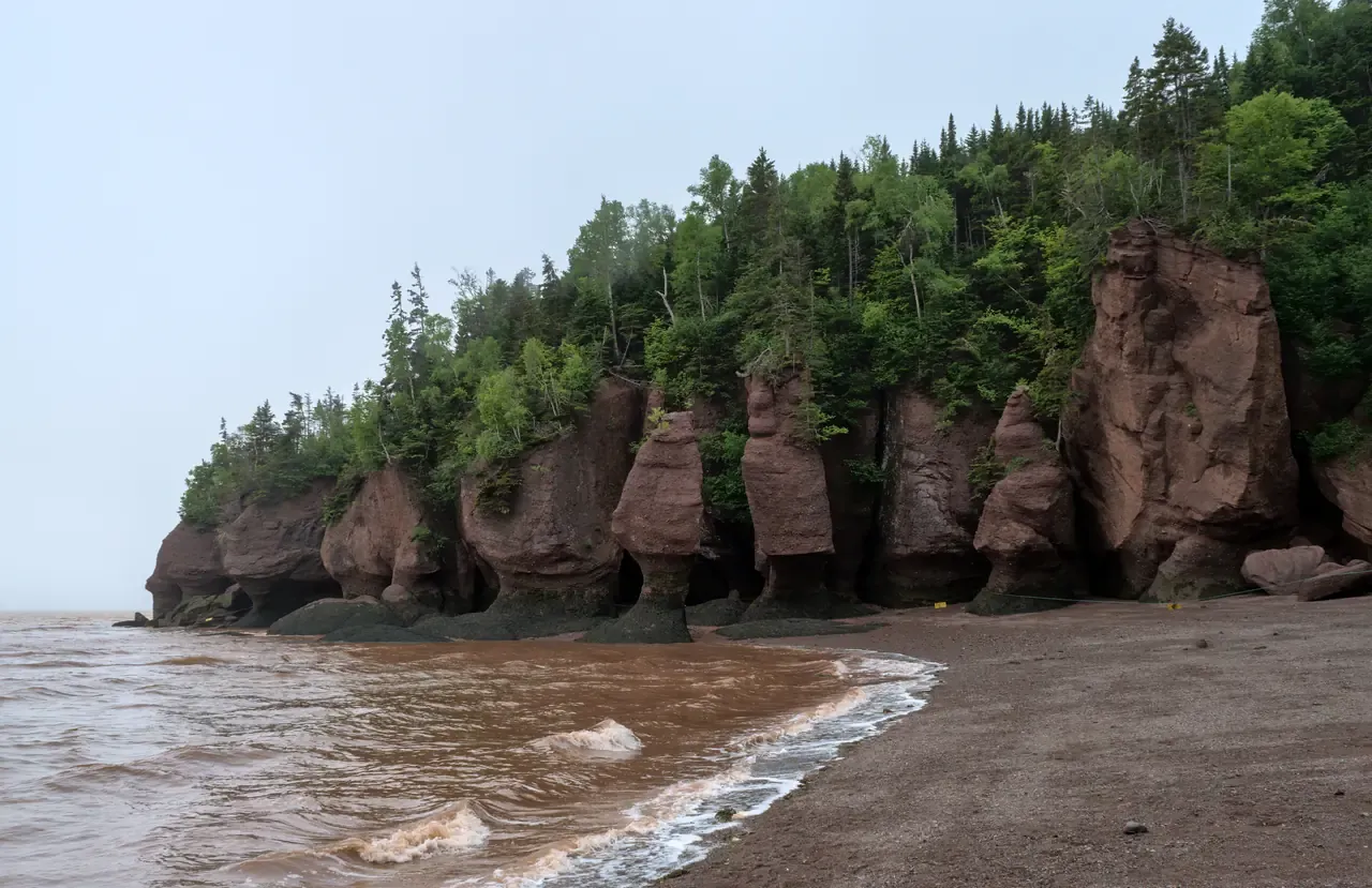 Tree-topped flowerpot sea stacks rising from the red tidal flats at Hopewell Rocks