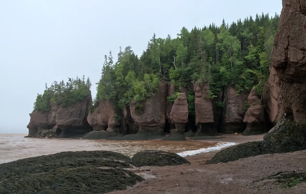 Flowerpot sea stacks on the exposed tidal floor at Hopewell Rocks, empty of people
