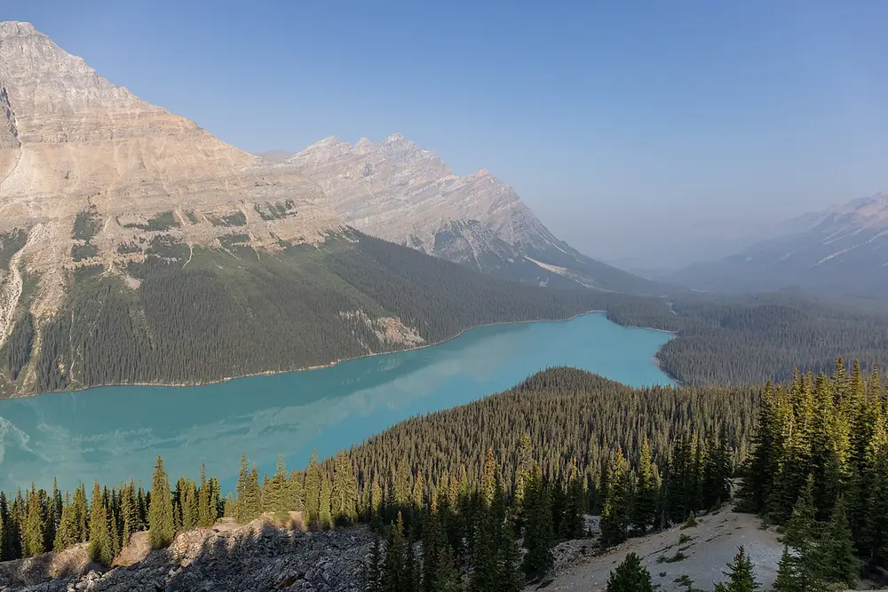 The bright turquoise wedge of Peyto Lake seen from the viewpoint above, framed by forested ridges