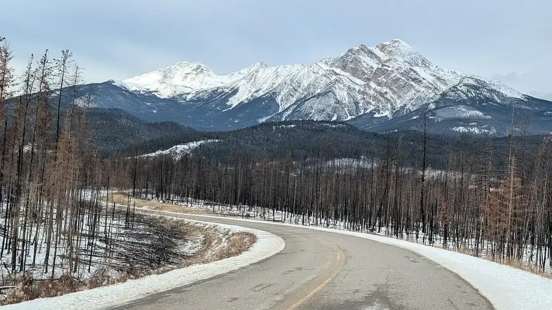 A road curving through a stand of burnt leafless conifers with snow on the ground and white mountains behind