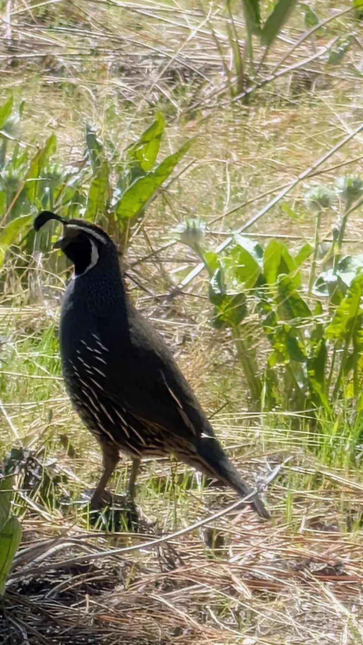 A California quail in Knox Mountain Park, Kelowna