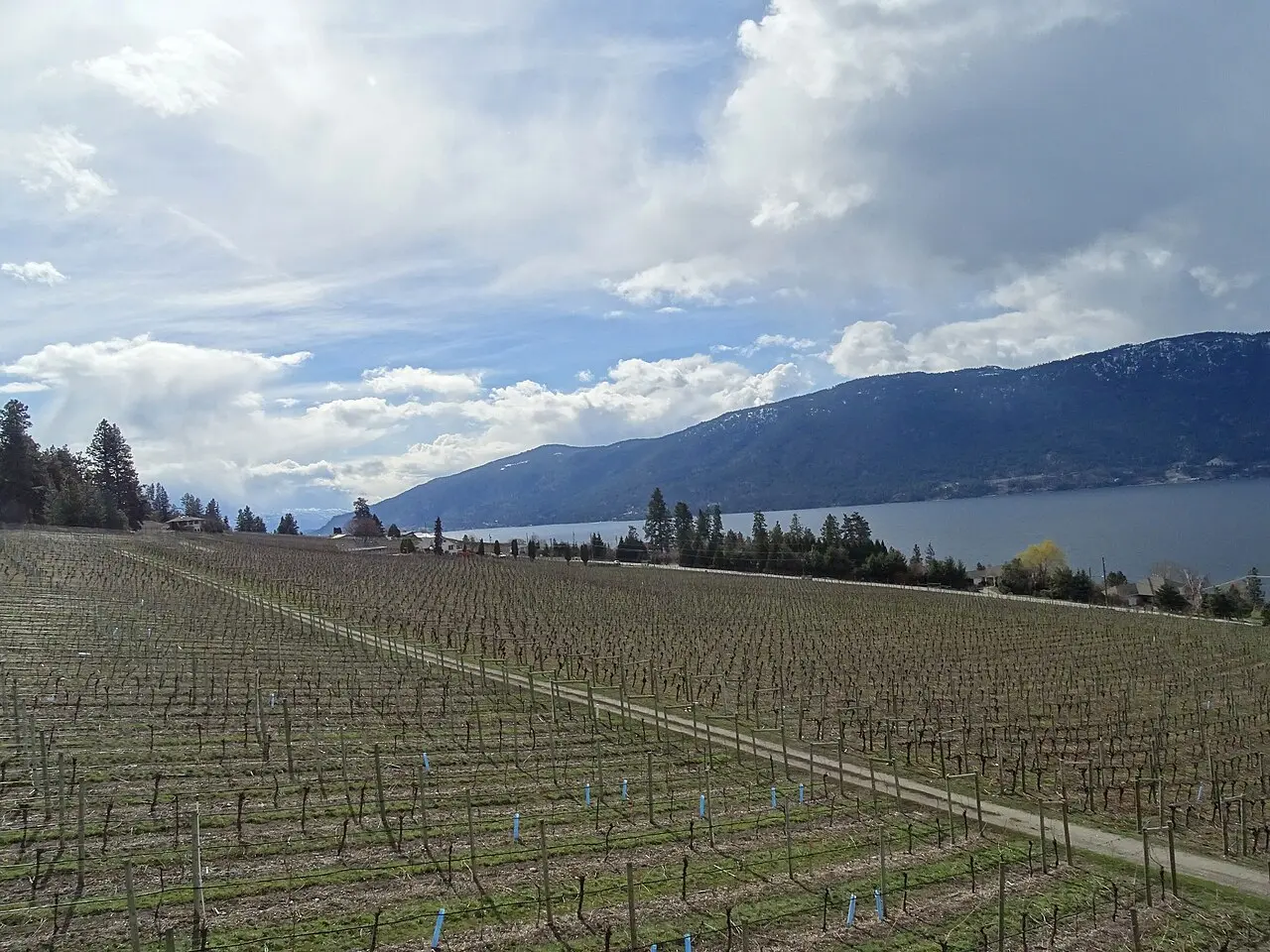 Vineyard rows above Okanagan Lake near Kelowna
