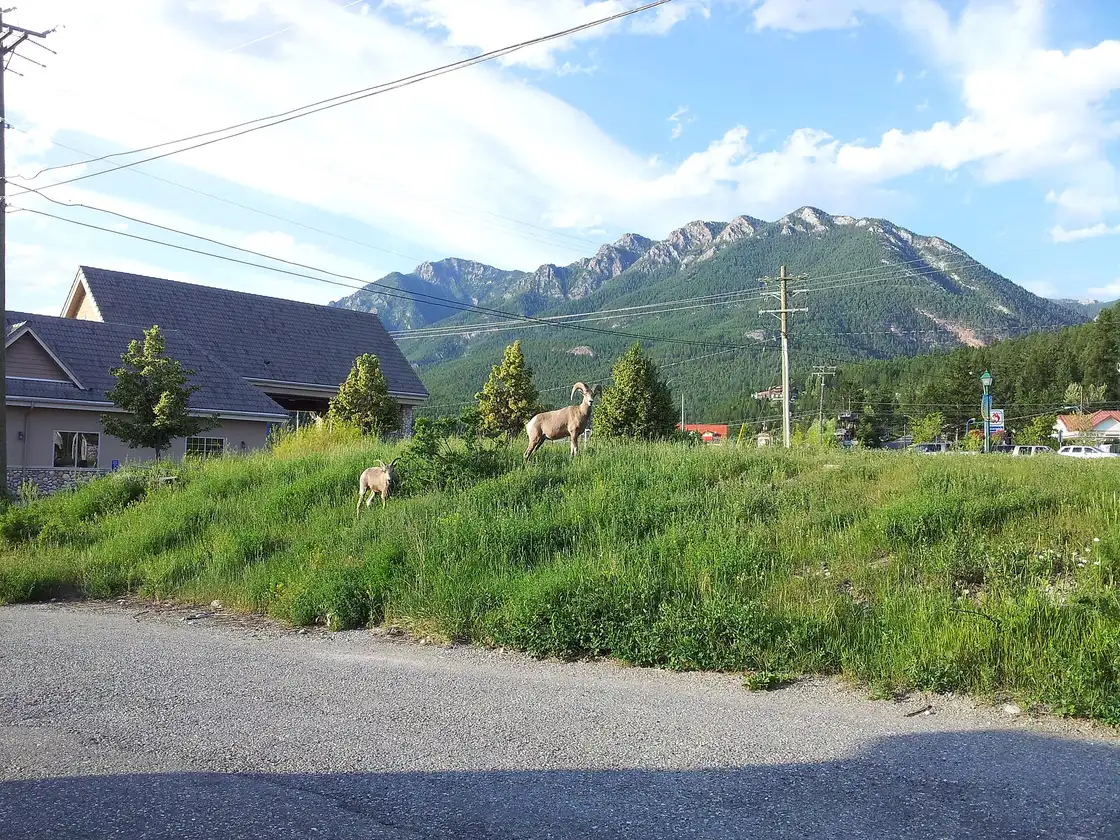 Bighorn sheep grazing on grass in the village of Radium Hot Springs at the park gate