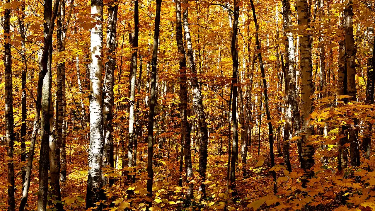 Dense stand of birch and maple in full autumn colour in La Mauricie National Park