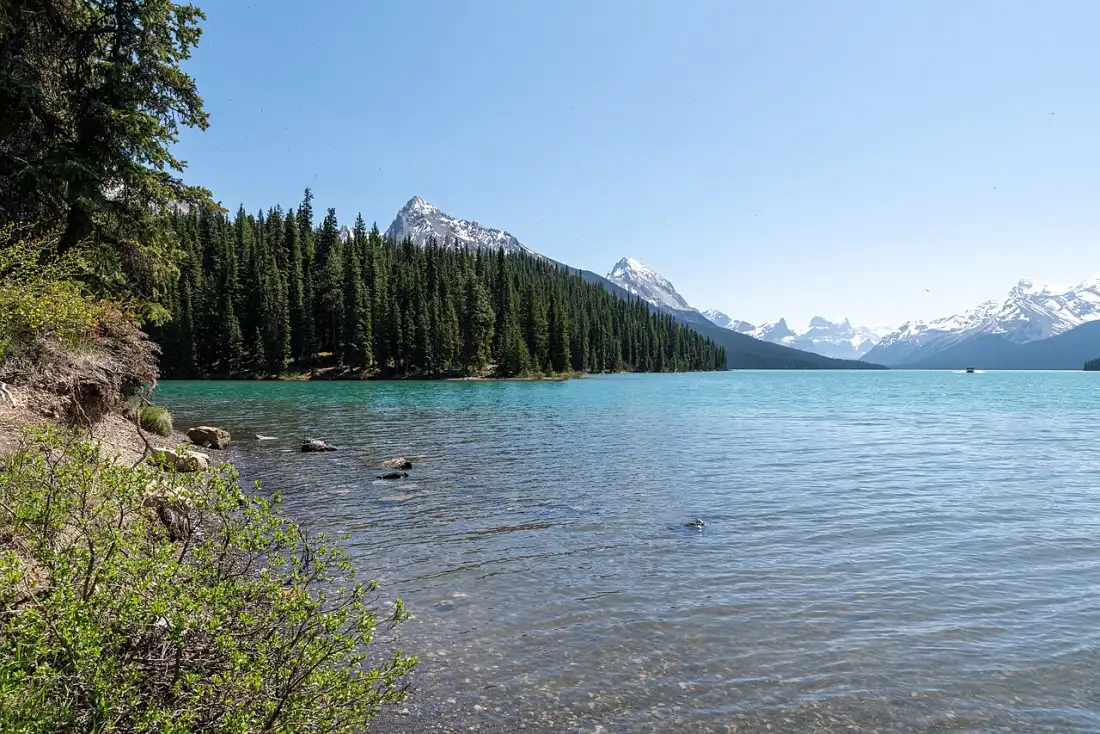 The turquoise water and forested shoreline near the north end of Maligne Lake with mountains behind
