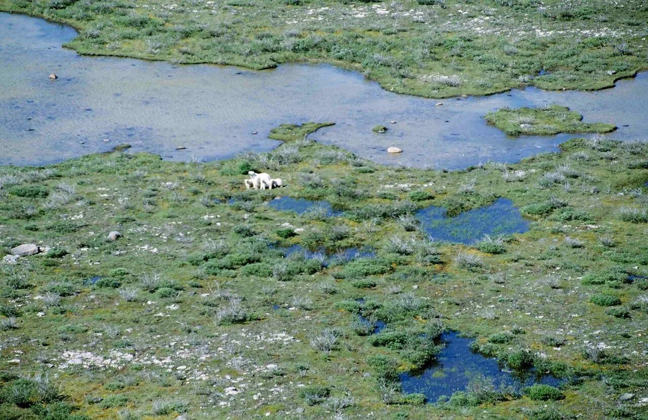 A polar bear mother and three cubs on the open summer tundra near Churchill on Hudson Bay