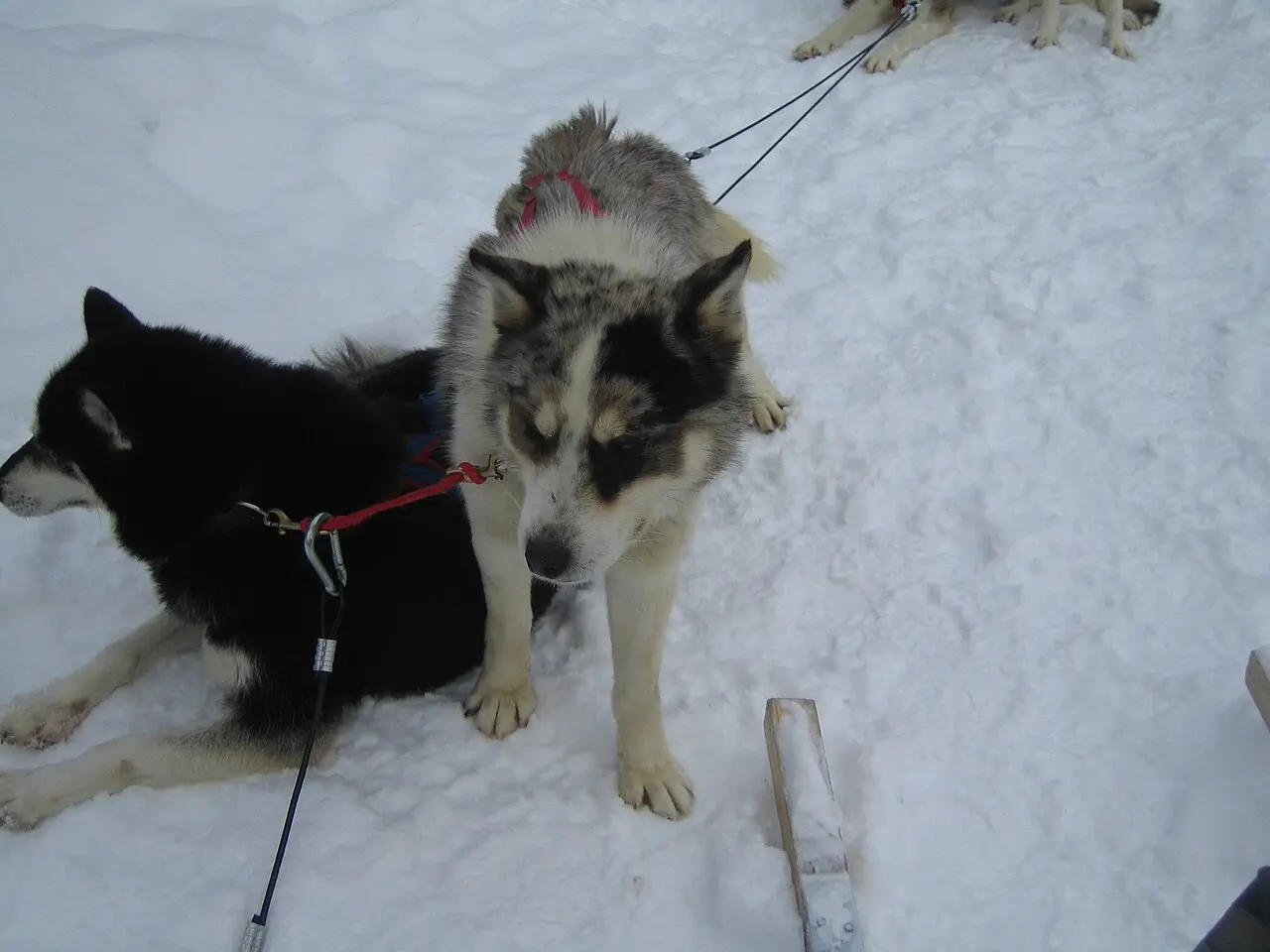 A team of huskies in harness on a snowy track at Mont-Tremblant