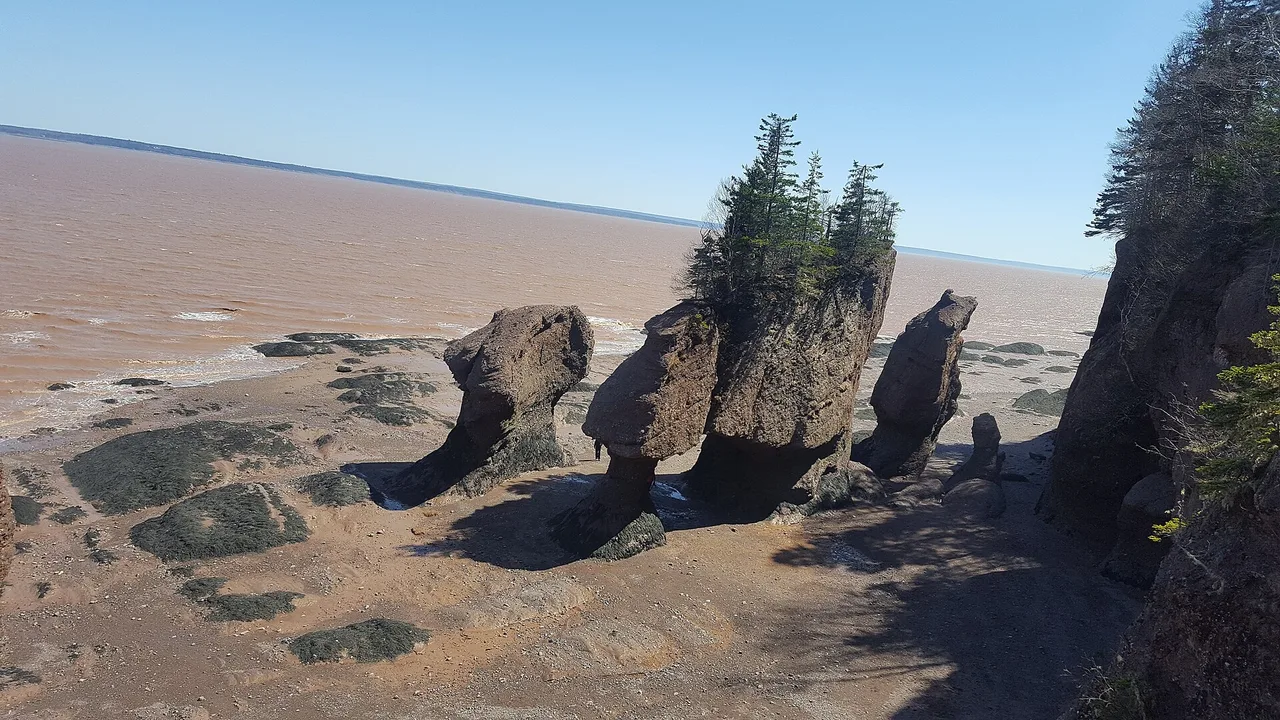 Flowerpot sea stacks topped with trees standing on the exposed red tidal floor at Hopewell Rocks at low tide