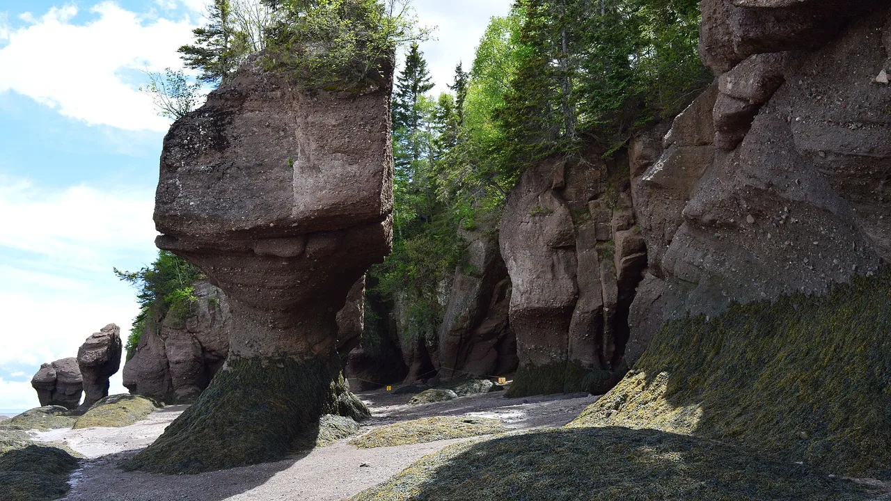 People-sized flowerpot rock stacks with seaweed-covered bases and trees on top at Hopewell Rocks, seen from the beach at low tide