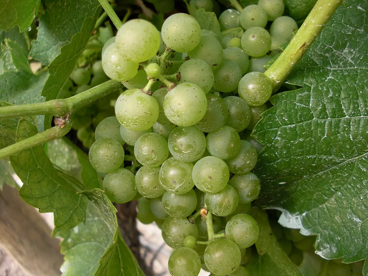 Frozen icewine grapes on the vine at Inniskillin Winery in Niagara-on-the-Lake