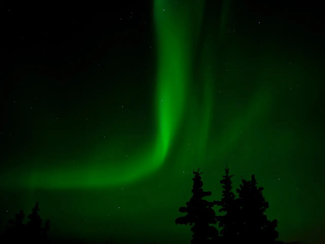 Faint green aurora over a dark spruce horizon near Whitehorse, Yukon