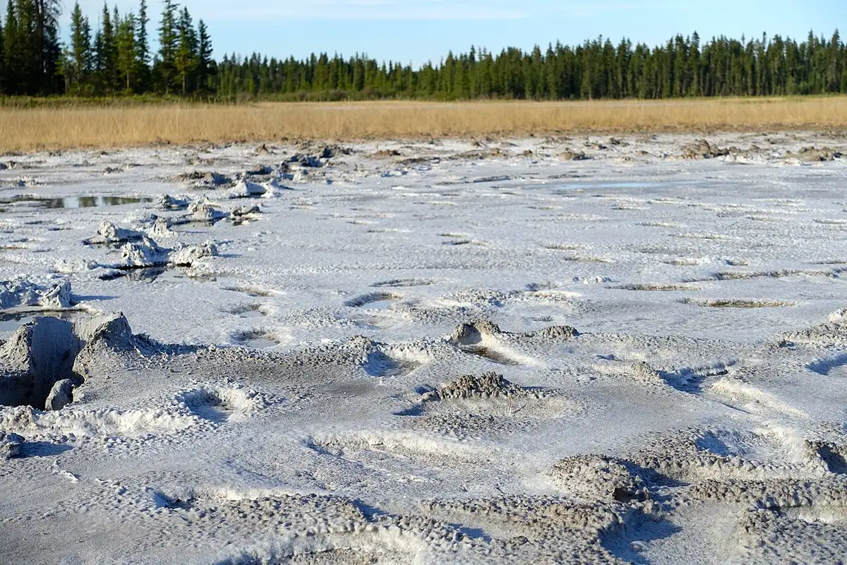 The white mineral crust of the salt plains stretching to a treeline in Wood Buffalo National Park