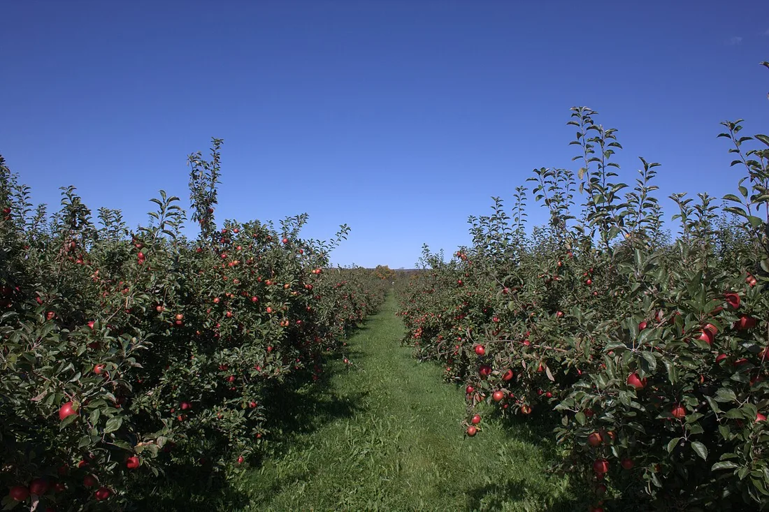 Rows of apple trees heavy with red fruit under a clear blue sky in an Annapolis Valley orchard