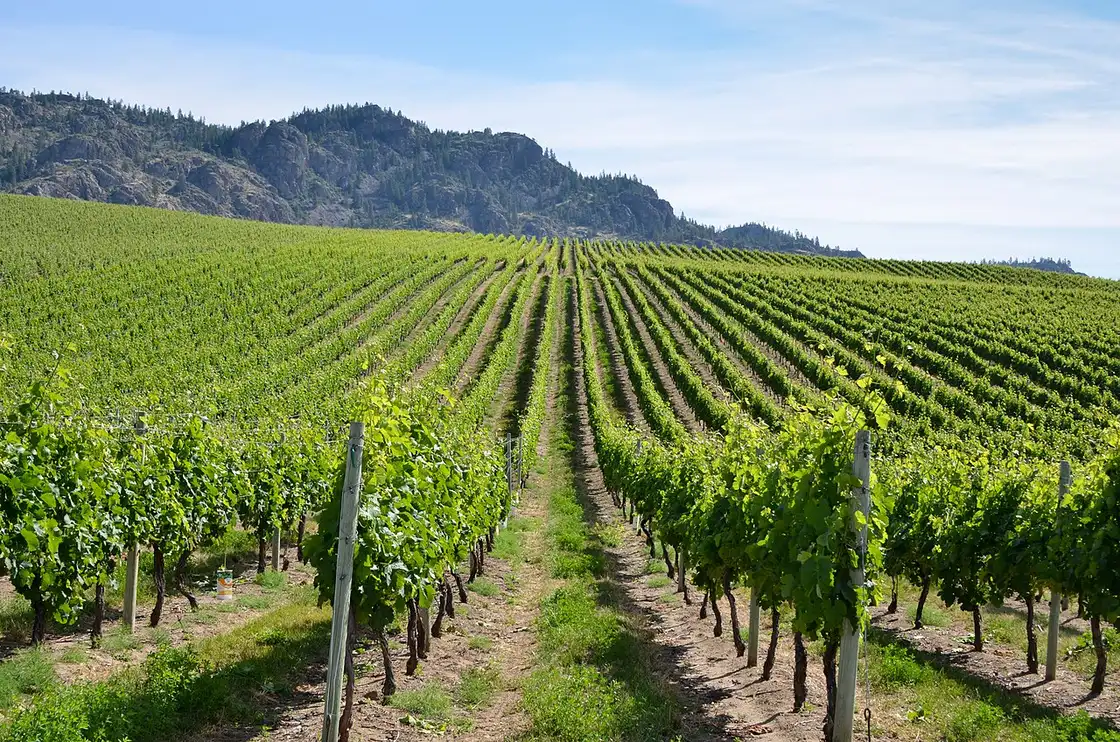 Vine rows on Black Sage Road near Oliver with bare brown hills behind them