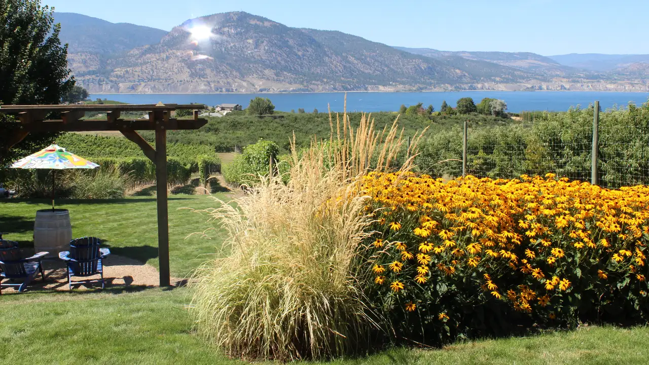 Vineyard rows running downhill towards Okanagan Lake on the Naramata Bench in late summer