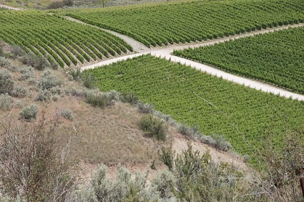 Vines planted against dry sagebrush hillside terrain near Osoyoos at the south end of the Okanagan