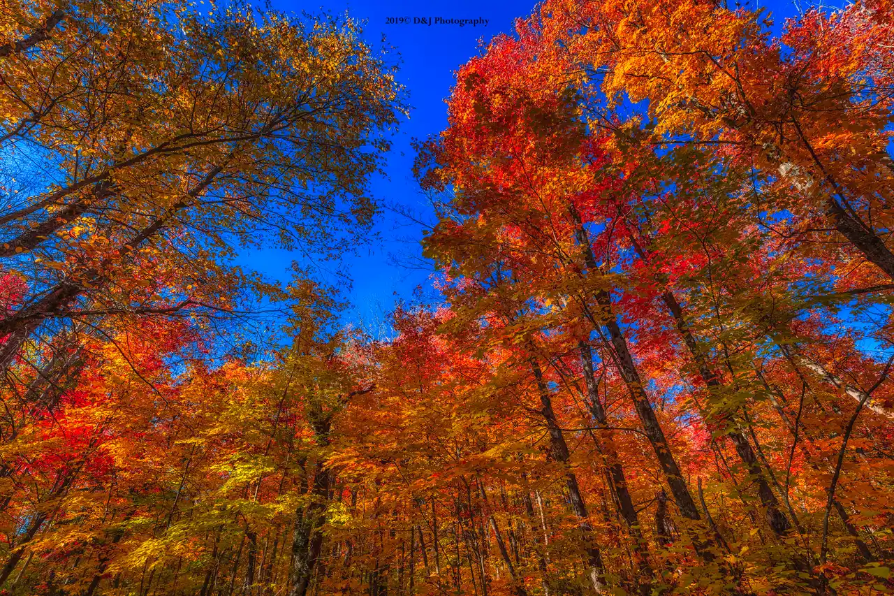 A still lake ringed by red and orange autumn forest in Algonquin Provincial Park, Ontario